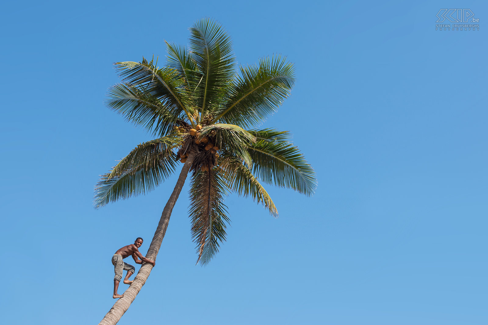 Morondava - Betania Palmbomen met kokosnoten in Betania, een klein vissersdorpje van de Vezo mensen. Stefan Cruysberghs